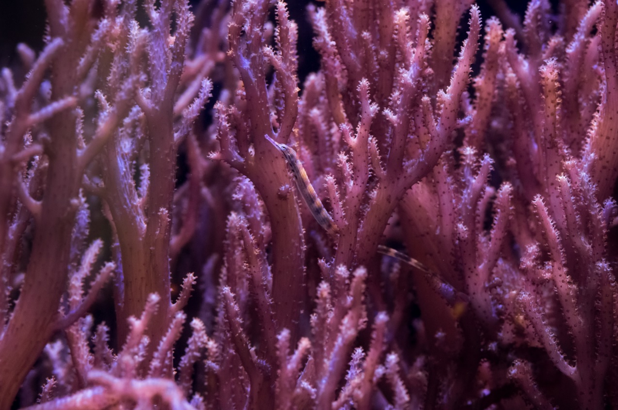 Work Experience in BIAZA Zoos and Aquariums